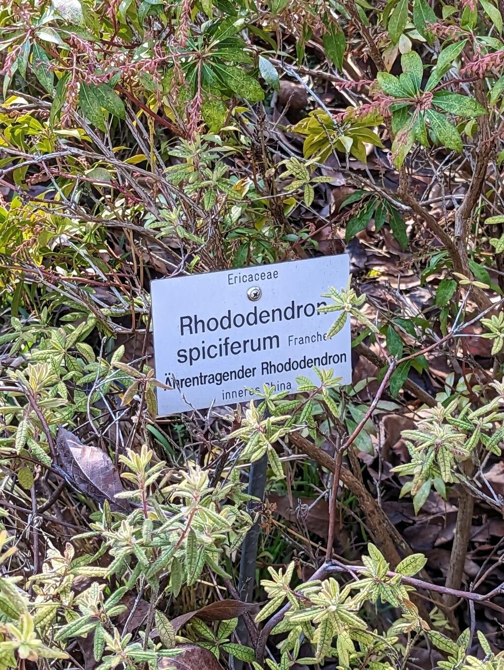 Rhododendron spiciferum habit