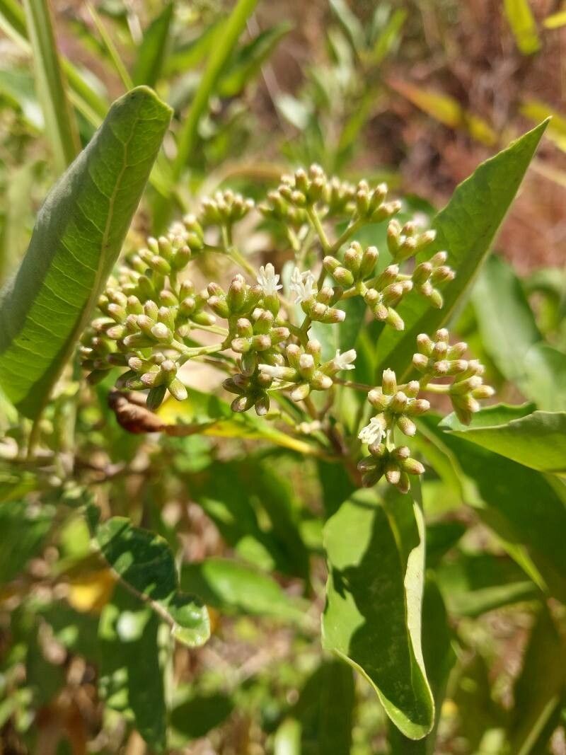 Nuxia oppositifolia flower