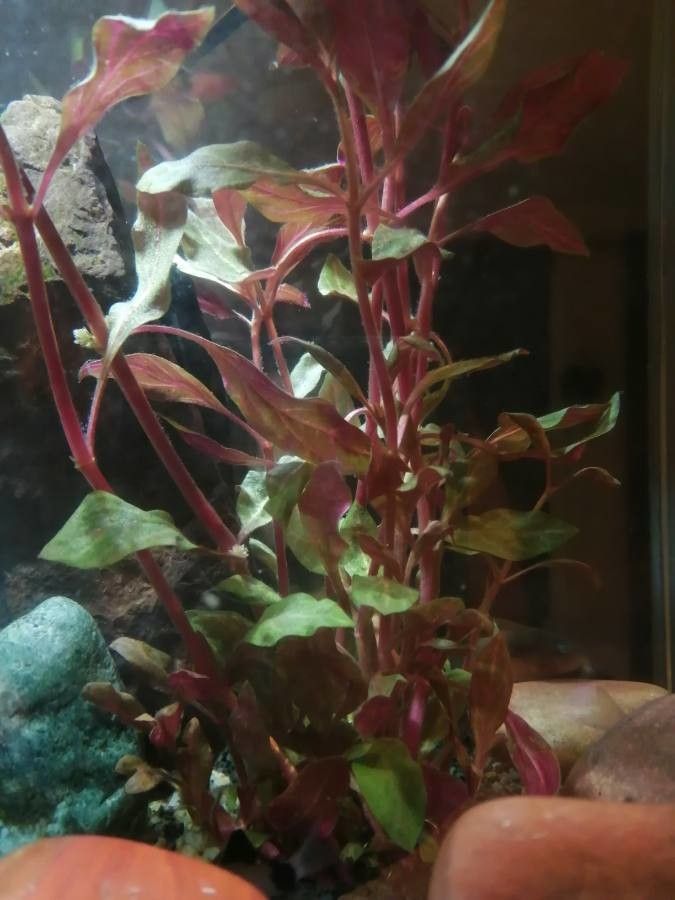 Alternanthera reineckii leaf