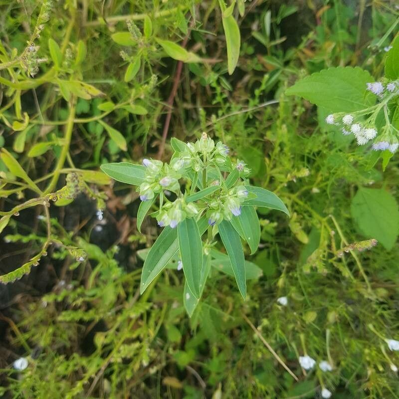 Exacum oldenlandioides — houseplant care guide