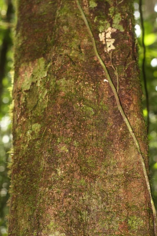 Eperua rubiginosa bark