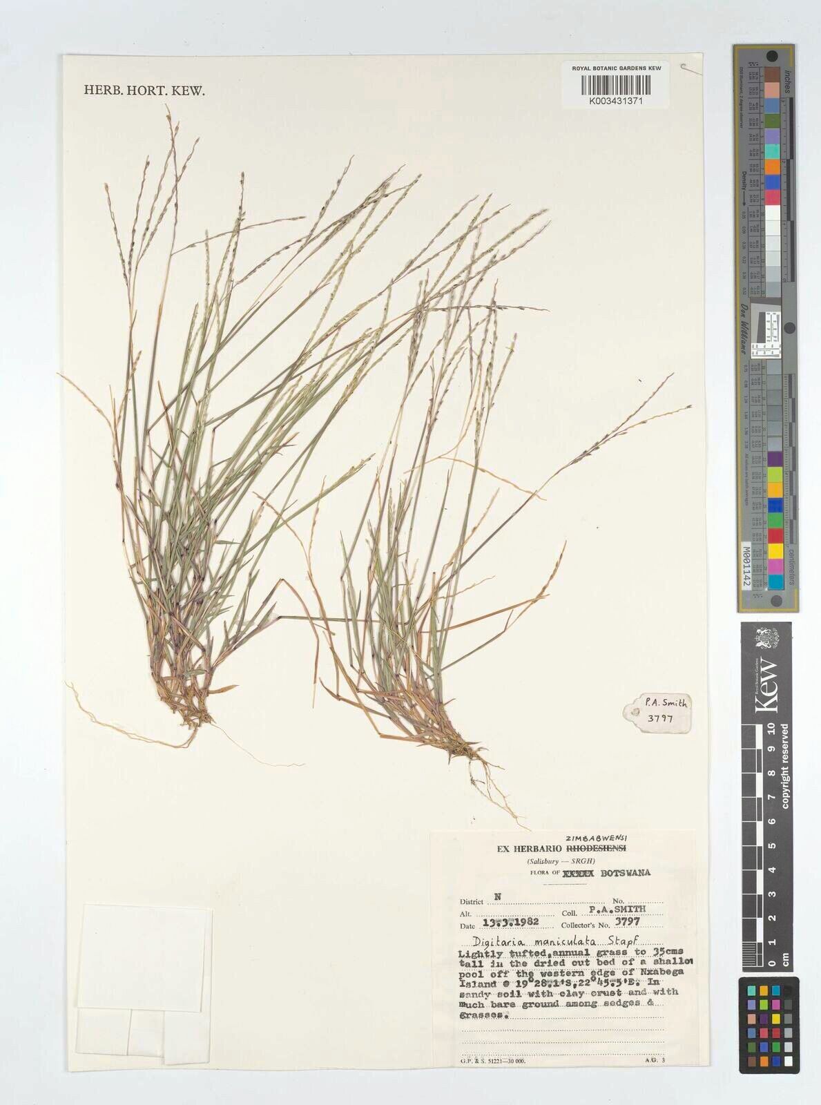 Digitaria maniculata — houseplant care guide