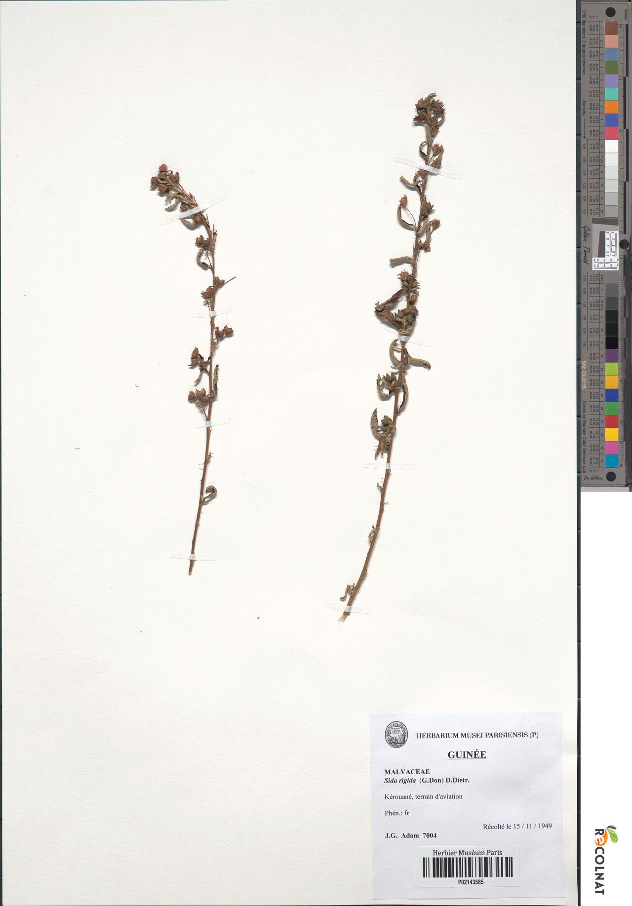 Sida rigida — houseplant care guide