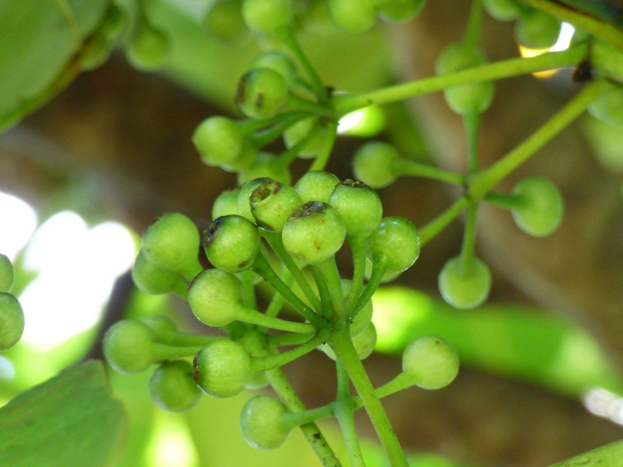 Polyscias cutispongia fruit