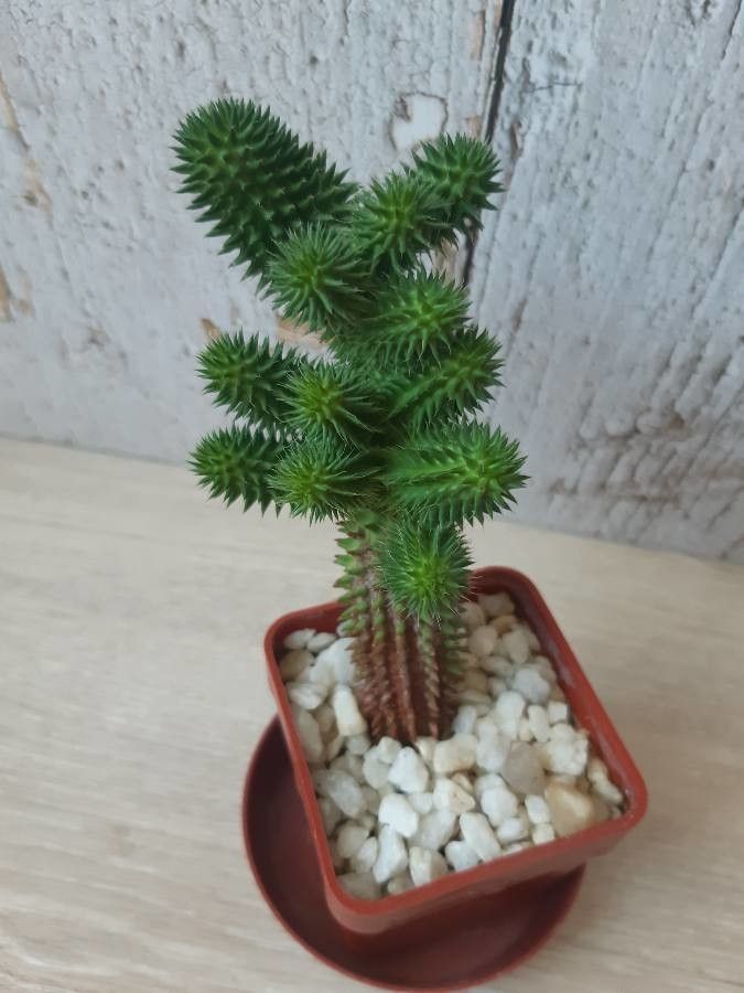 Euphorbia susannae habit