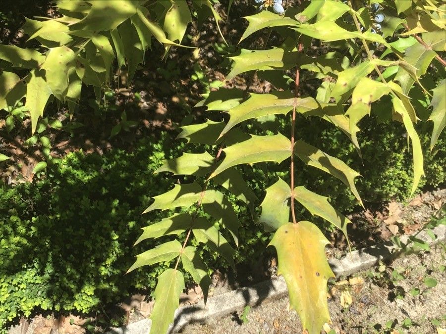 Berberis nepalensis — search result for 'Berberidaceae'