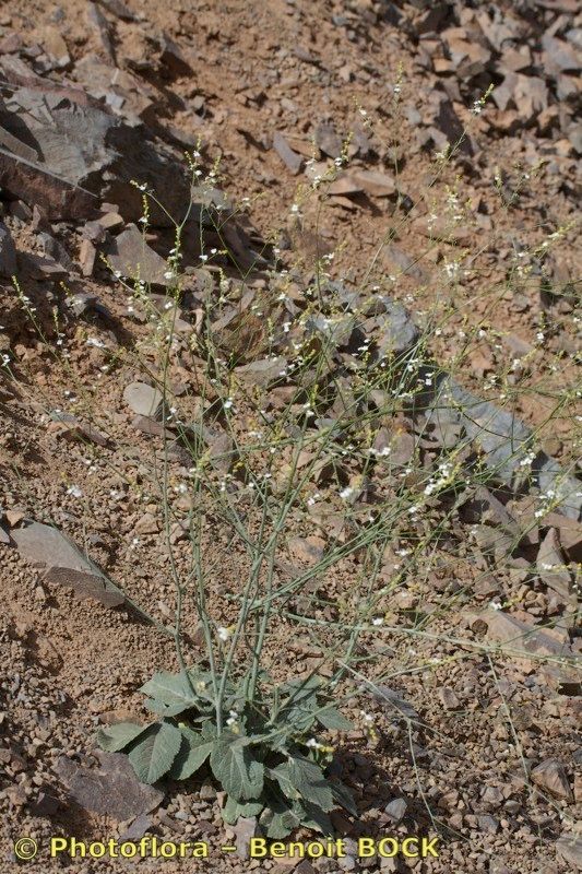 Crambe kralikii habit