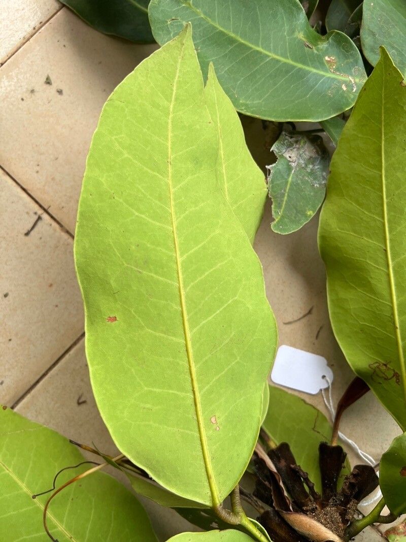 Baikiaea insignis leaf