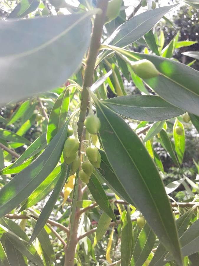 Bontia daphnoides fruit