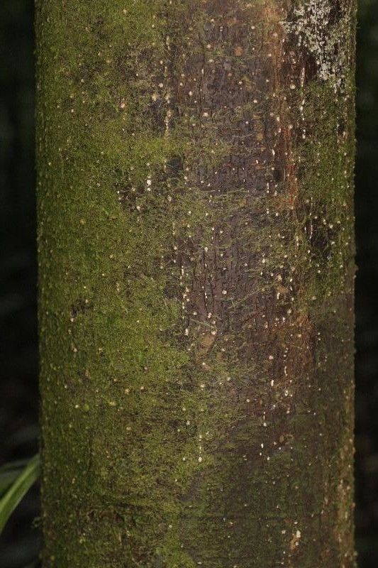 Licania majuscula bark