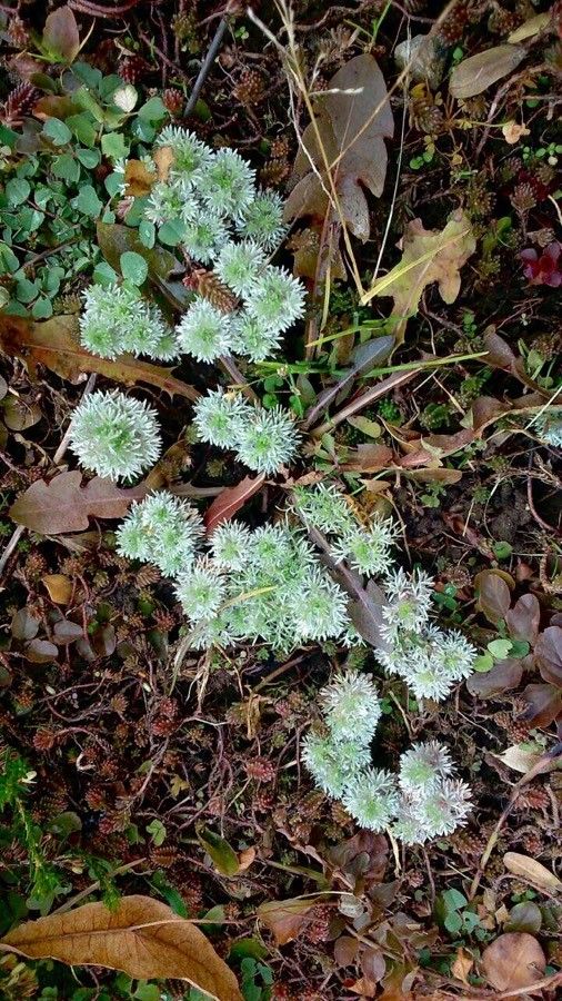 Paronychia argentea leaf