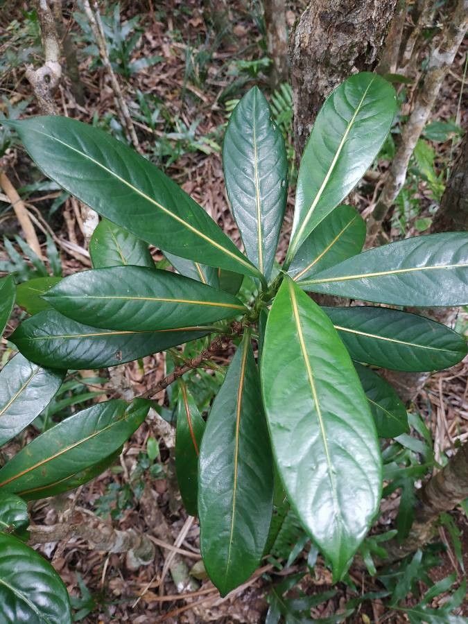 Gaertnera vaginata — houseplant care guide