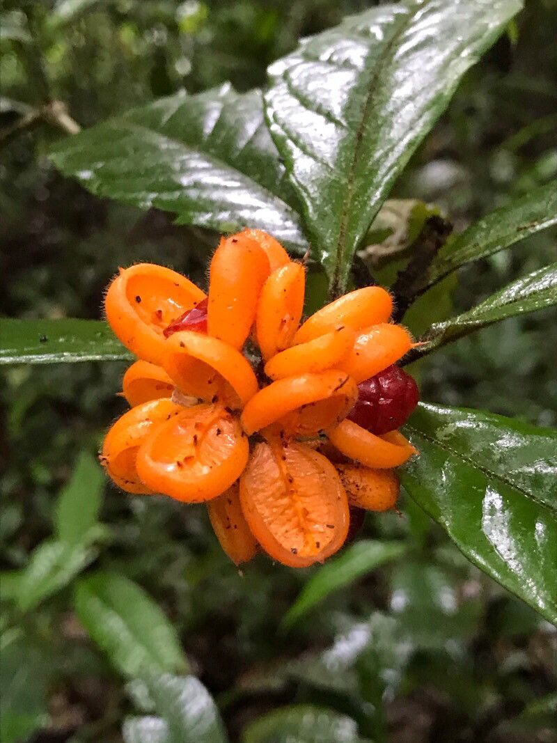 Pittosporum tanianum flower