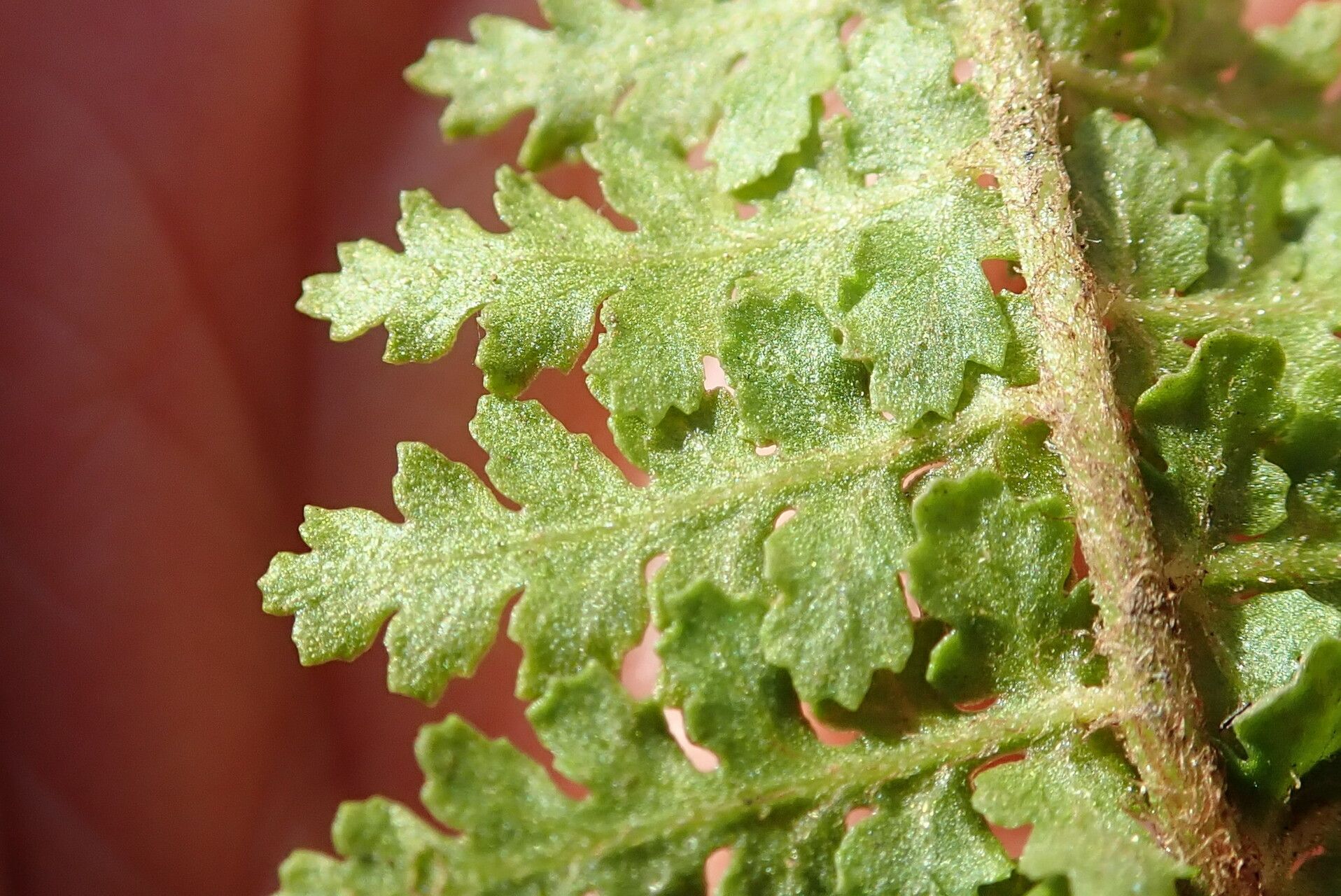 Anemia vestita — houseplant care guide