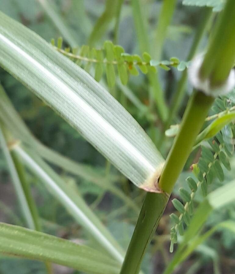 Bothriochloa laguroides — search result for 'Poaceae'
