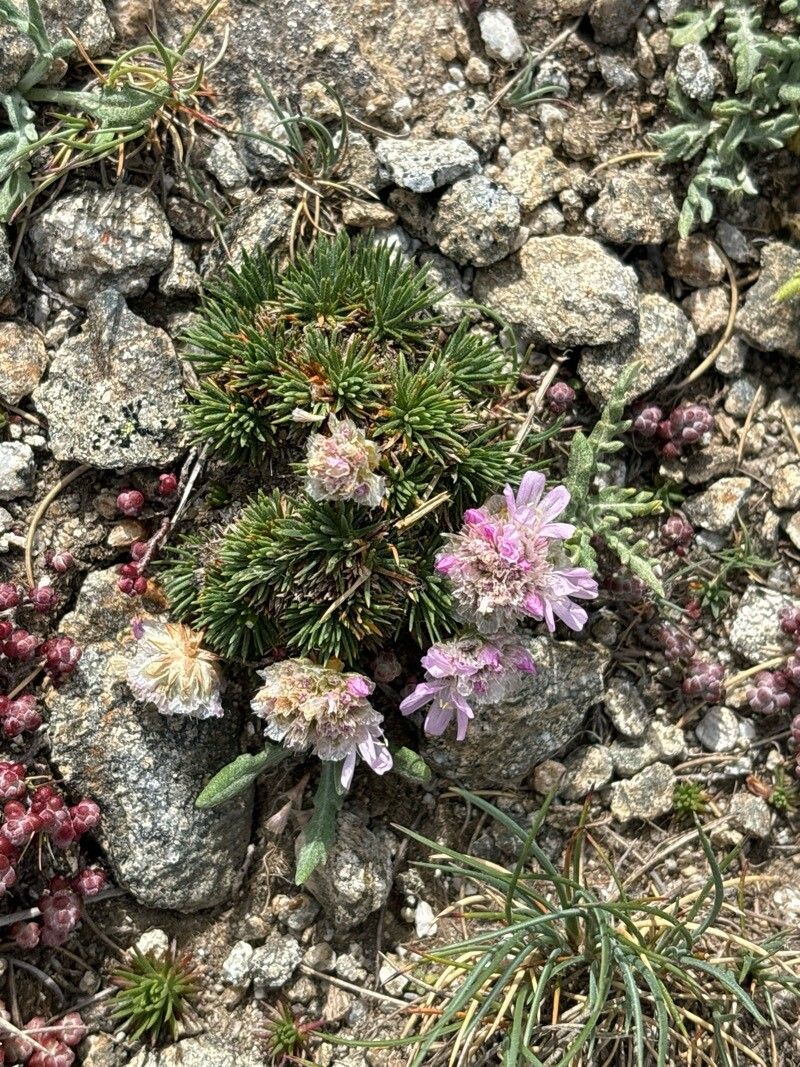 Armeria caespitosa — houseplant care guide