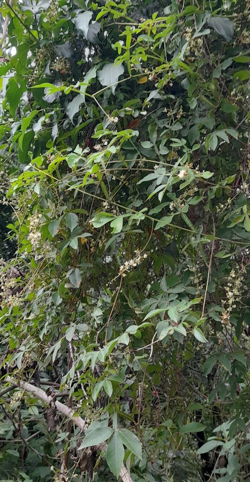 Serjania marginata habit