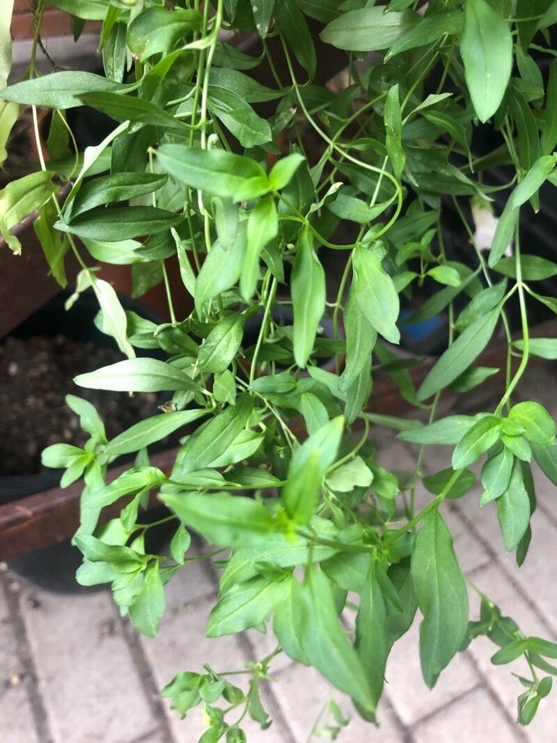 Antirrhinum siculum — search result for 'Antirrhinum'