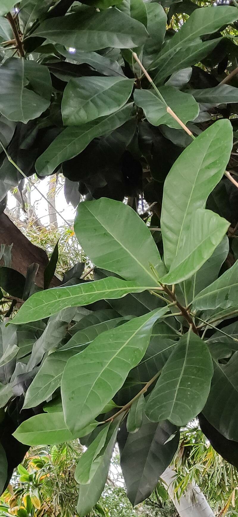 Pouteria arguacoensium leaf