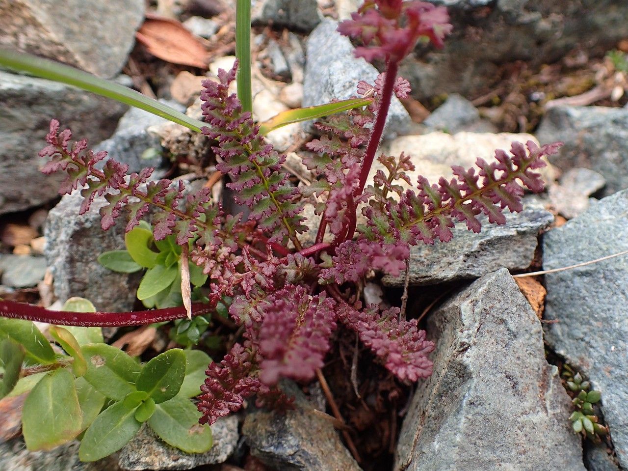 Pedicularis kerneri habit