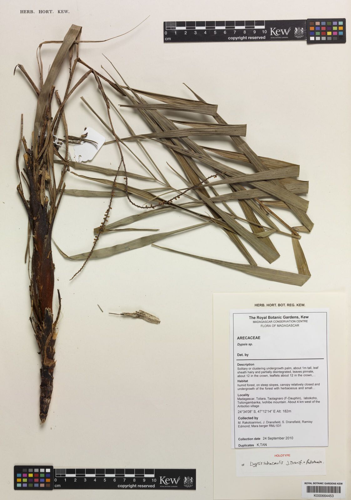 Dypsis subacaulis — houseplant care guide