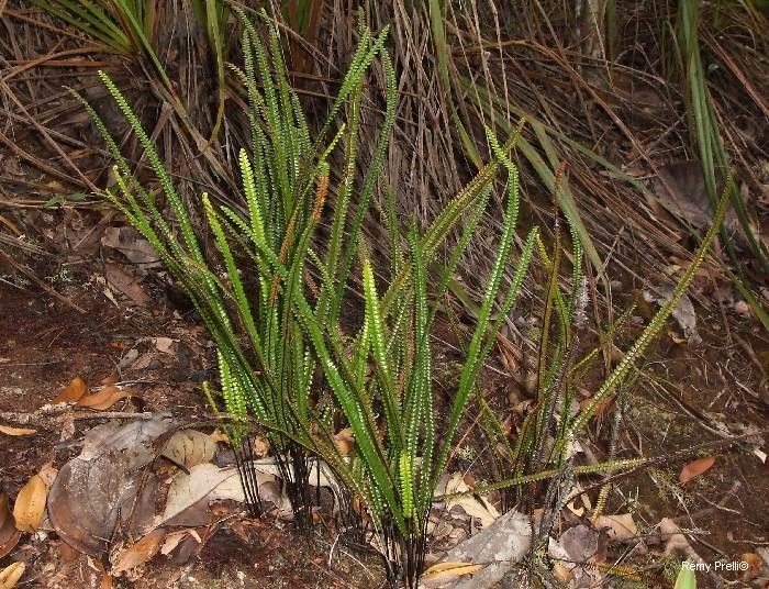 Stromatopteris moniliformis habit