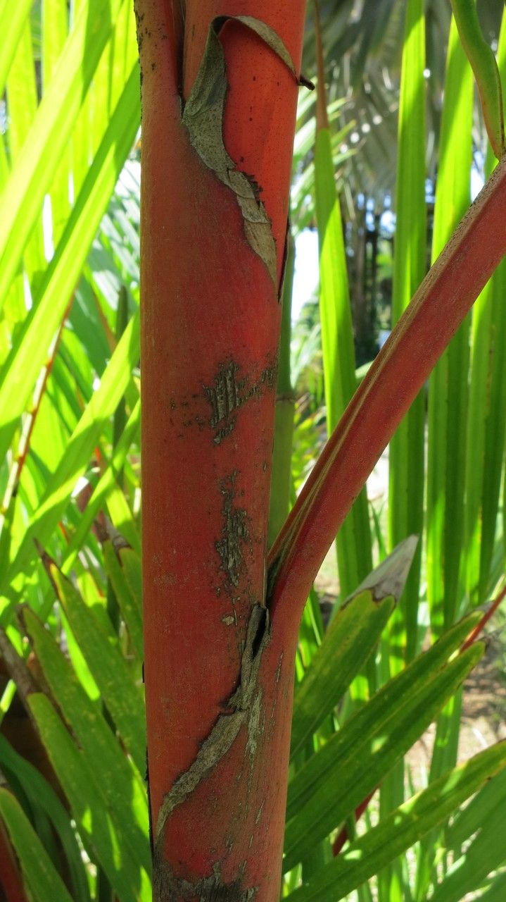 Cyrtostachys renda bark