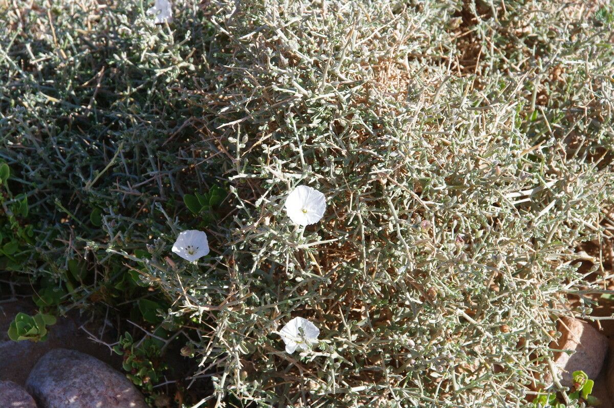 Convolvulus trabutianus habit