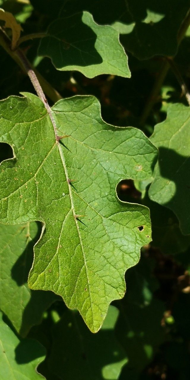 Solanum violaceum — search result for 'Solanum'