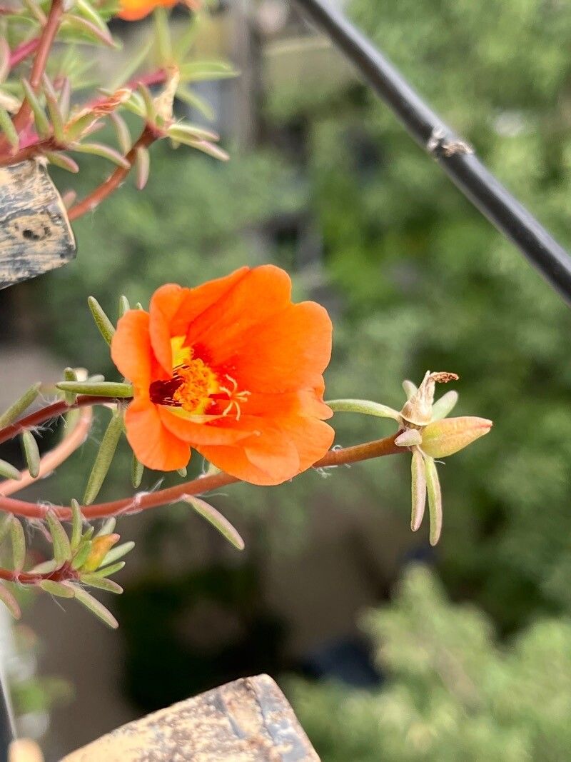 Portulaca suffrutescens — search result for 'and Chihuahua'