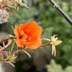 Portulaca suffrutescens