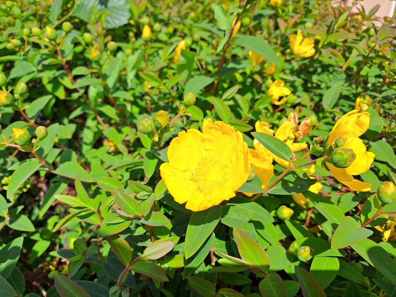 Hypericum × moserianum flower