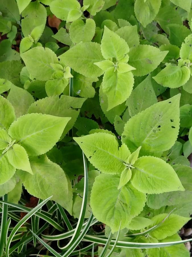 Solenostemon scutellarioides — sleep aid houseplant