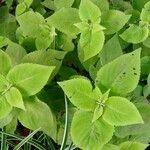 Solenostemon scutellarioides