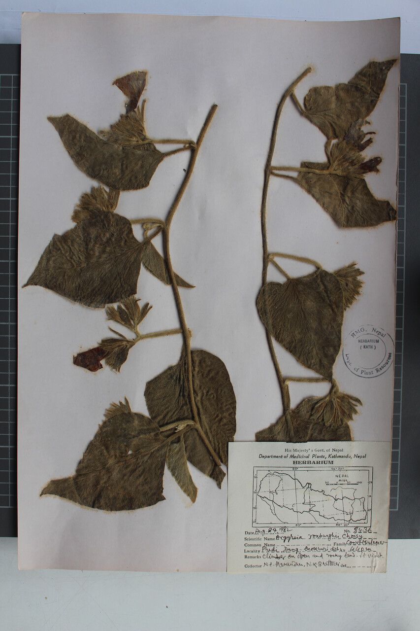 Argyreia roxburghii other