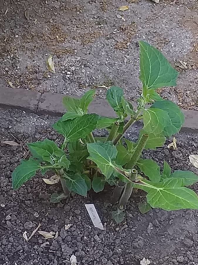 Smallanthus sonchifolius — search result for 'Colombia'