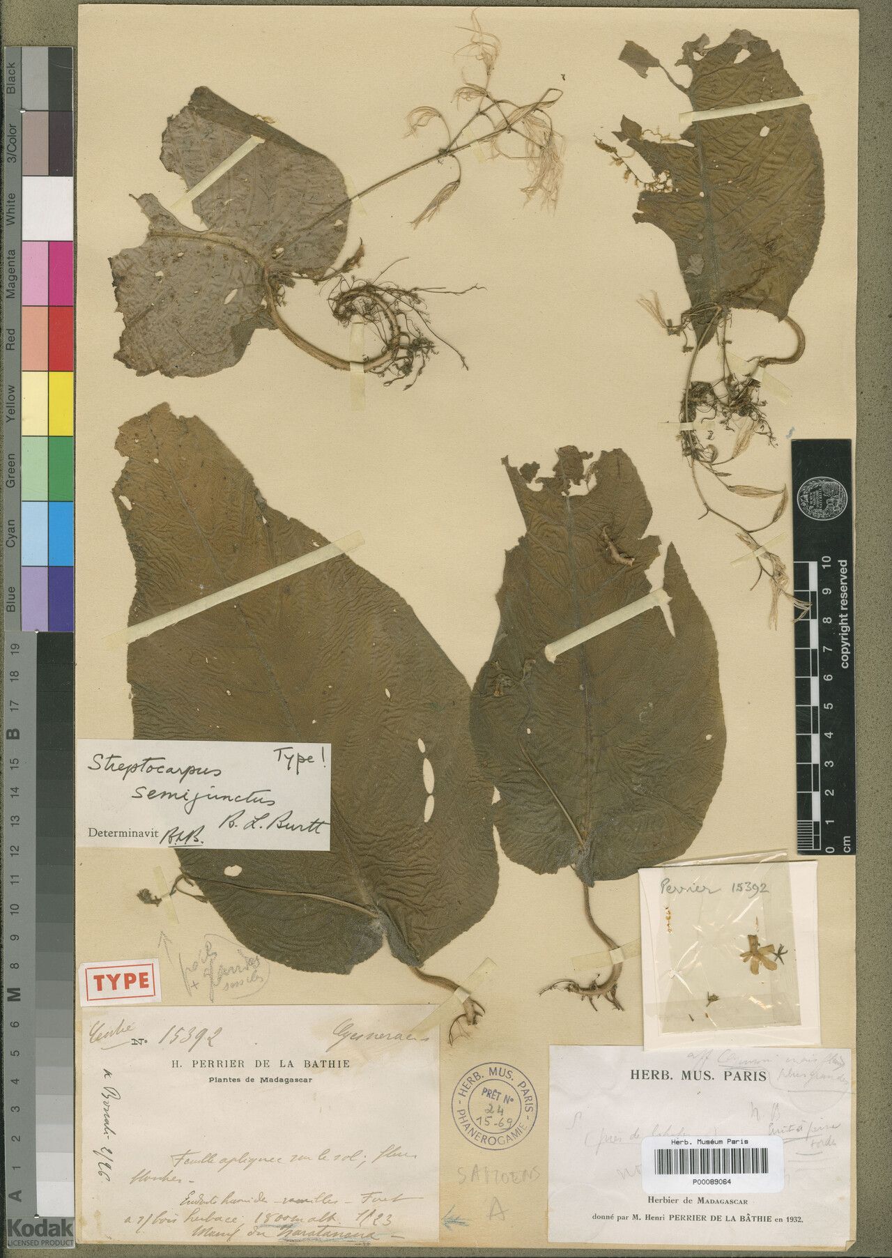 Streptocarpus semijunctus — search result for 'Streptocarpus'