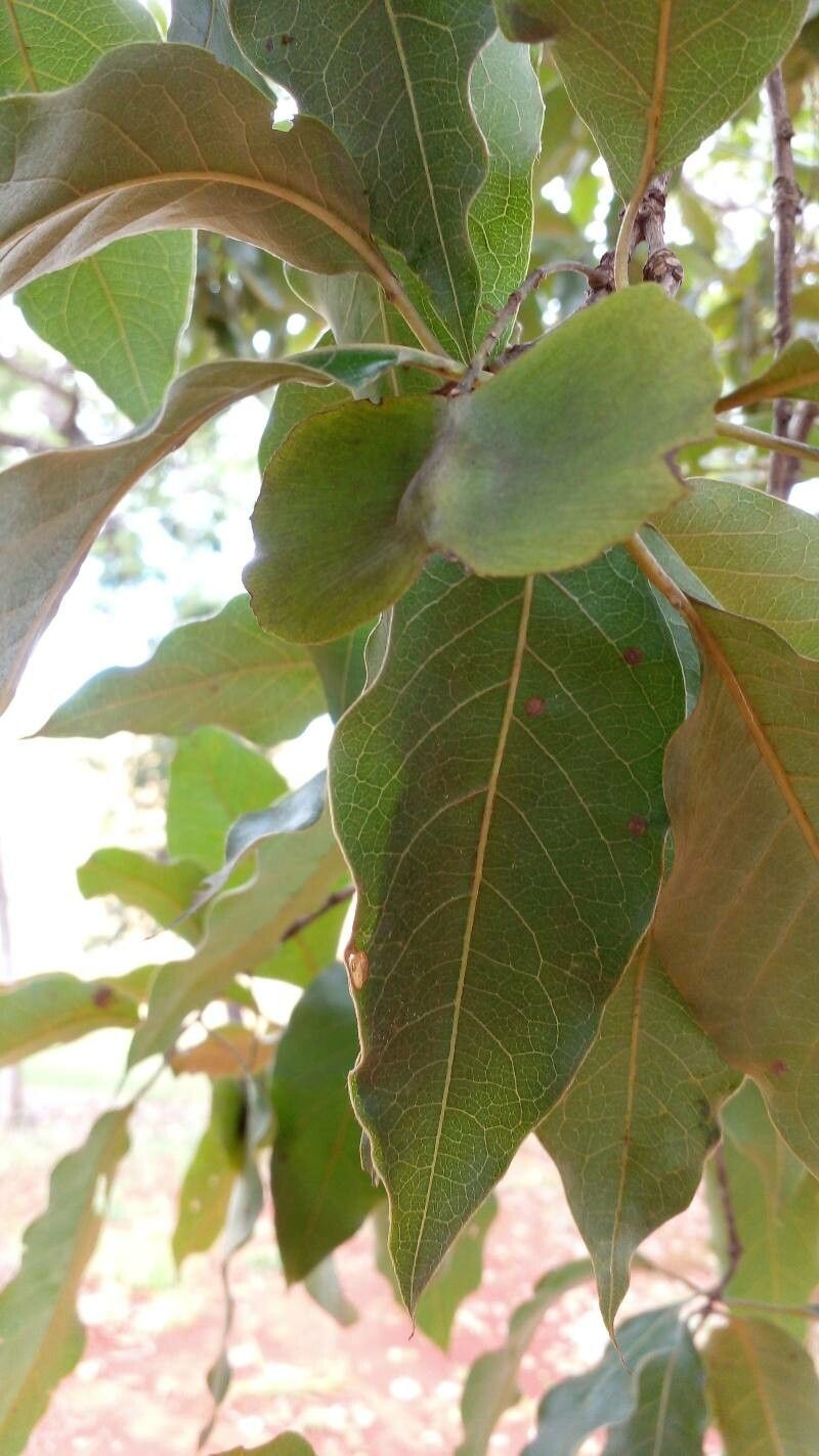 Terminalia argentea fruit