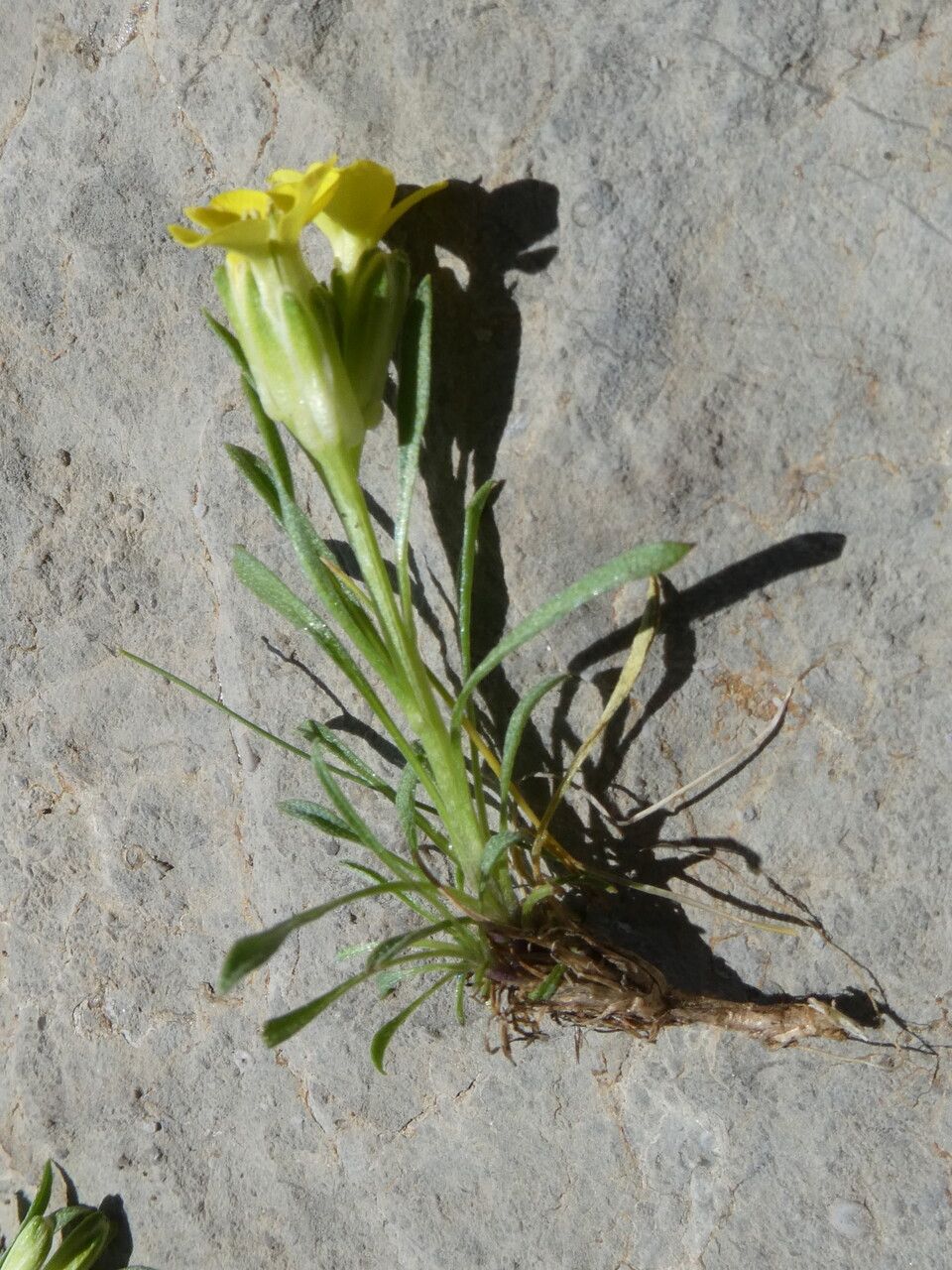 Erysimum sylvestre — search result for 'Erysimum'