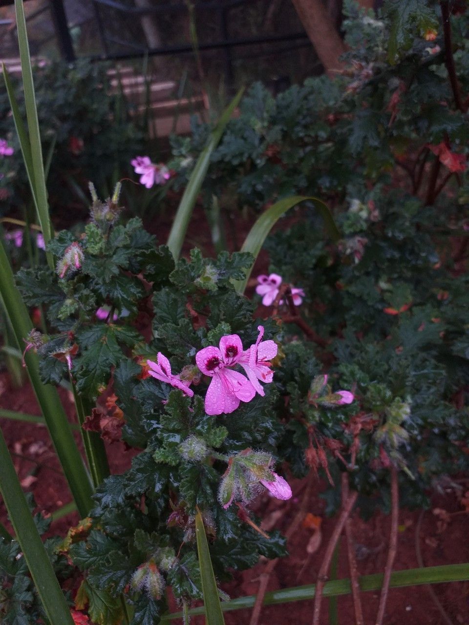 Pelargonium quercifolium flower