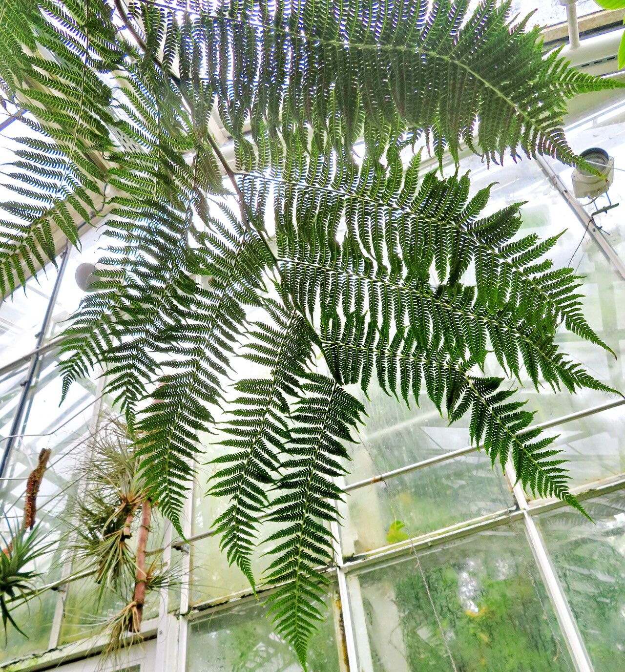 Sphaeropteris myosuroides — search result for 'Sphaeropteris'