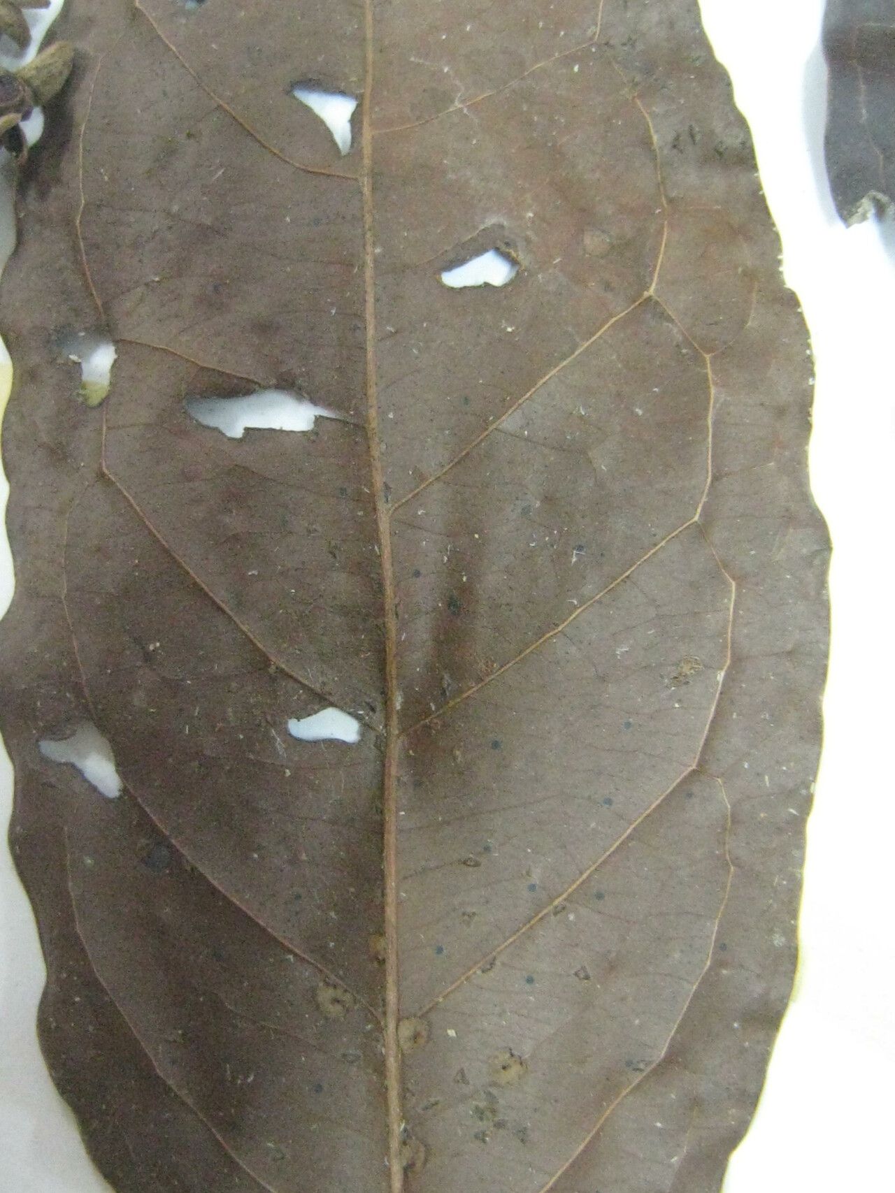 Eugenia moschata other