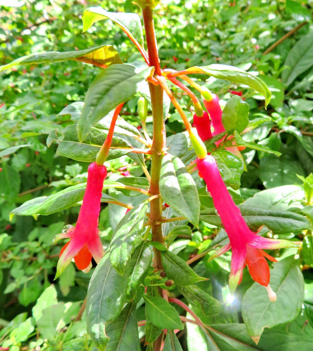 Fuchsia denticulata — search result for 'Fuchsia'