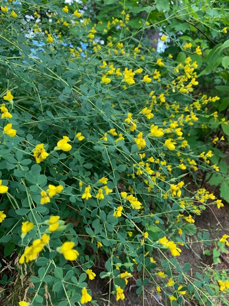 Baptisia tinctoria flower