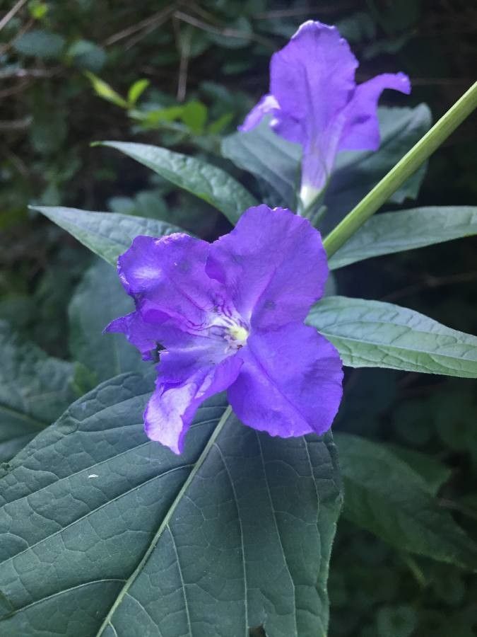 Ruellia strepens flower