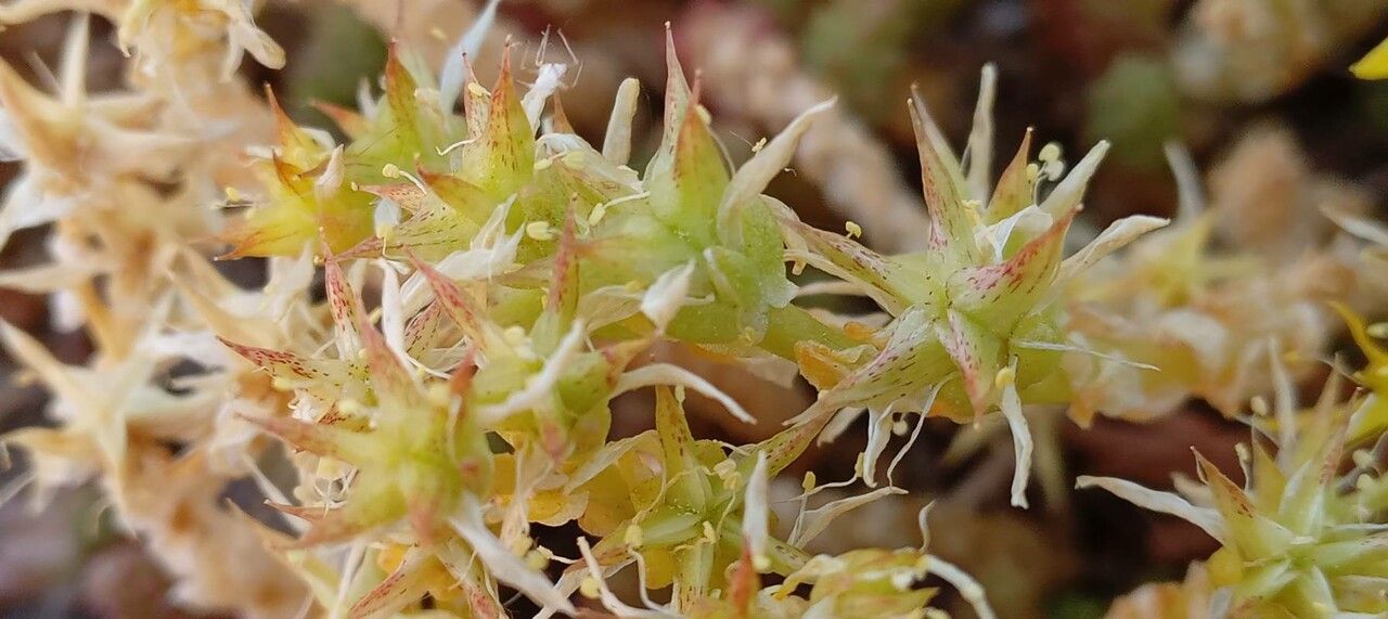 Sedum acre fruit