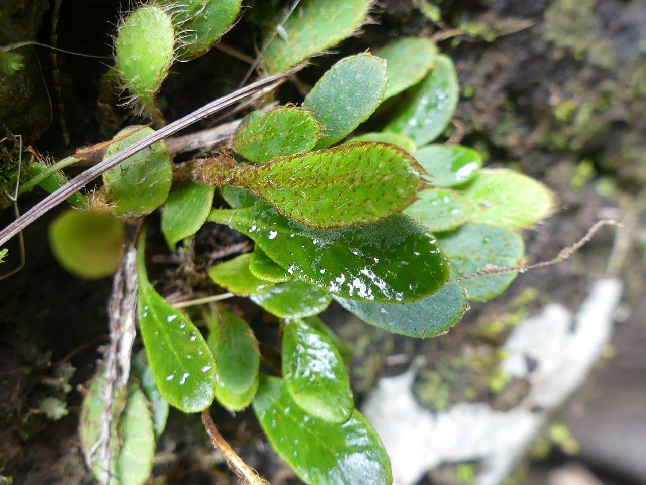 Elaphoglossum spatulatum — houseplant care guide