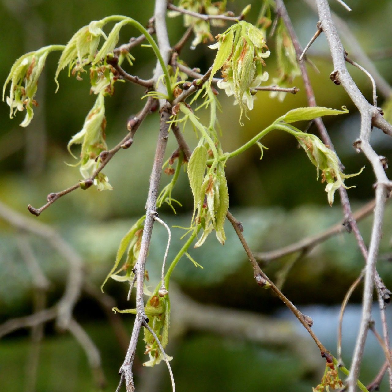 Exaculum pusillum fruit