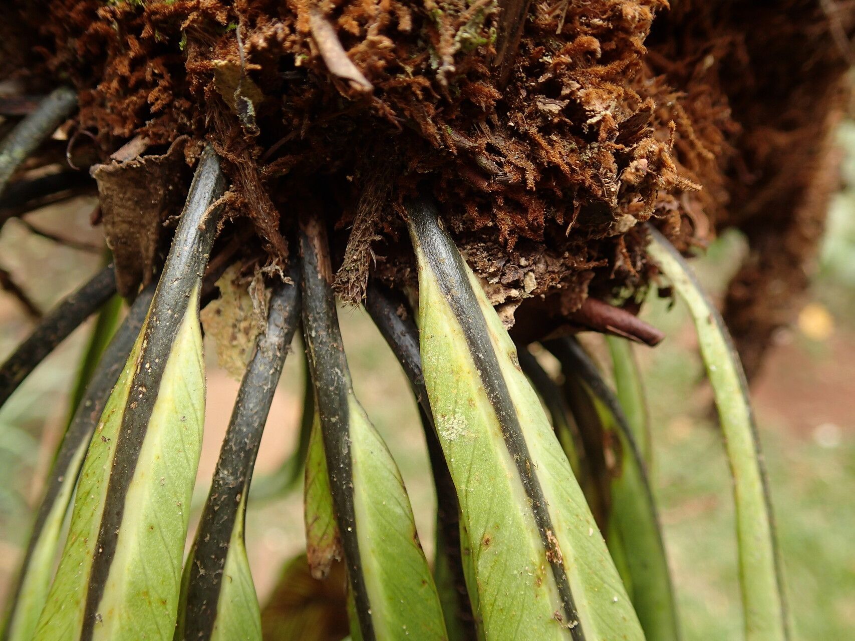Asplenium africanum other
