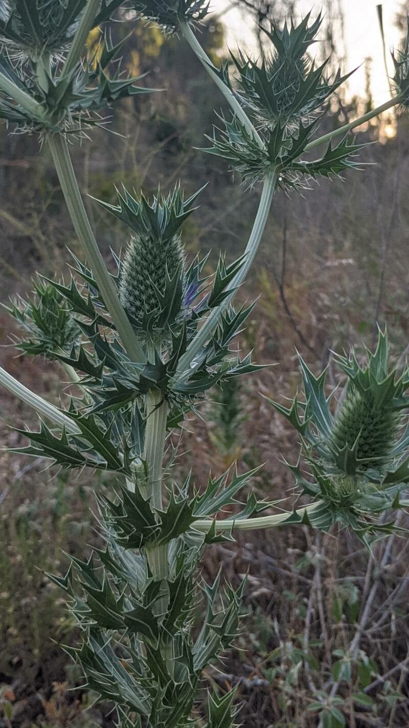 Eryngium leavenworthii — search result for 'Eryngium'